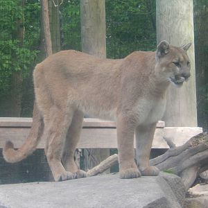 6/23/2016 - Cougar