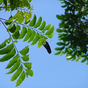 Cairns Birdwing