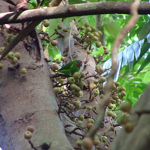 Double-eyed fig parrot