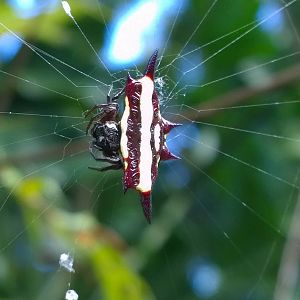 Northern jewelled spider