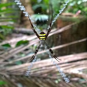 St. Andrew's Cross spiders