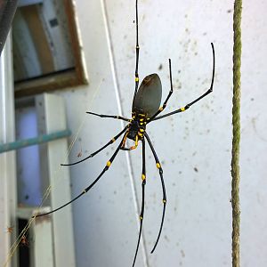Giant Golden Orb Weaver