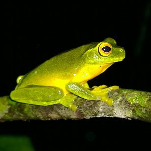 Orange-thighed frog