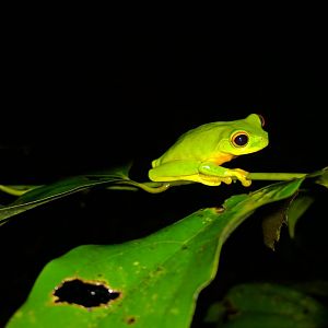 Dainty green tree frog
