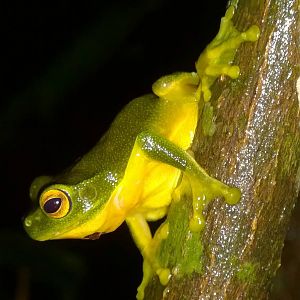 Orange-thighed frog