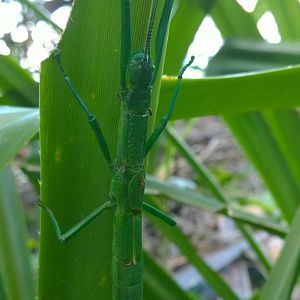 Peppermint Stick Insect