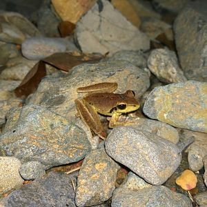 Stony-creek frog
