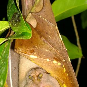 Eastern tube-nosed bat