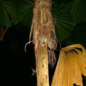 Giant white-tailed rat