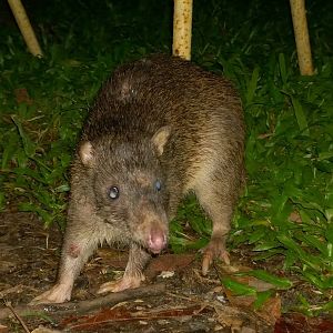 Northern brown bandicoot