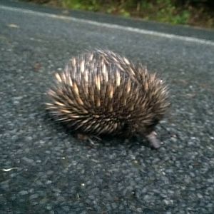 Short-beaked echidna