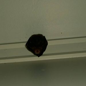 Eastern Horseshoe Bat