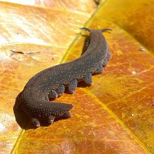 Velvet Worm