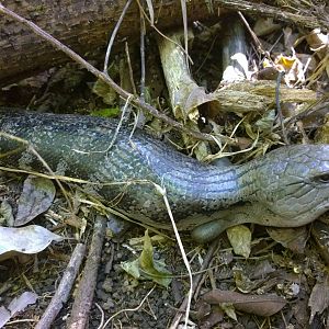 Northern blue-tongued skink