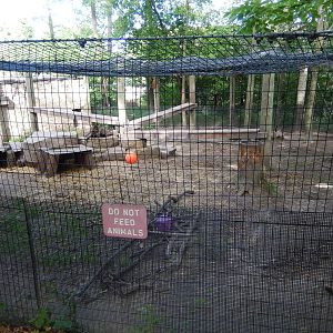 6/23/2016 - Cougar Exhibit