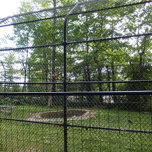 6/23/2016 - Asian Black Bear Exhibit (Left Half)
