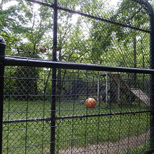 6/23/2016 - Asian Black Bear Exhibit (Right Half)