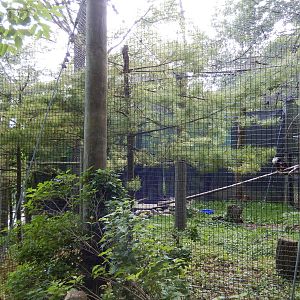 6/23/2016 - Bald Eagle Aviary