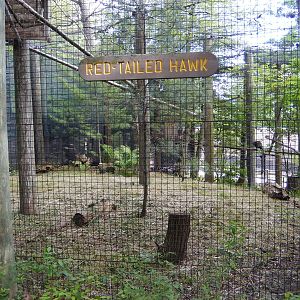 6/23/2016 - Red-Tailed Hawk Aviary
