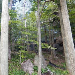 6/23/2016 - Turkey Vulture & Great Horned Owl Aviary