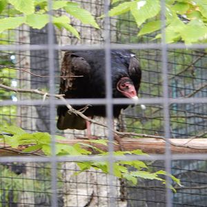 6/23/2016 - Turkey Vulture