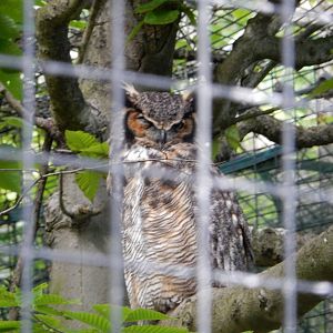 6/23/2016 - Great Horned Owl