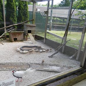 6/23/2016 - Silver Pheasant Aviary