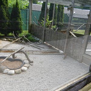 6/23/2016 - Red Golden Pheasant Aviary