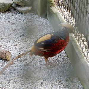 6/23/2016 - Red Golden Pheasant