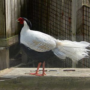 6/23/2016 - Silver Pheasant