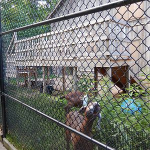 6/23/2016 - Pygmy Goat Exhibit