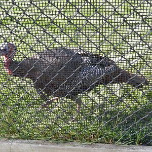 6/23/2016 - Wild Turkey