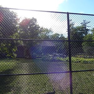 6/23/2016 - Goat/Wild Turkey/Waterfowl Paddock