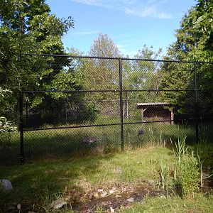 6/23/2016 - Sandhill Crane Exhibit