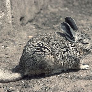 Southern mountain viscacha 1983