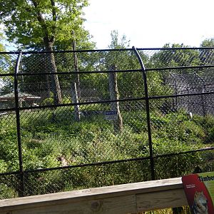 6/23/2016 - Timber Wolf Habitat