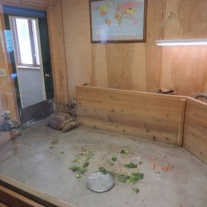 6/23/2016 - African Spurred Tortoise Exhibit