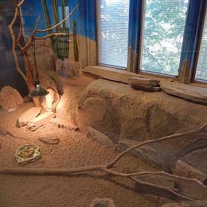 6/23/2016 - Bearded Dragon & Russian Tortoise Terrarium