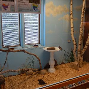 6/23/2016 - Mourning Dove & Cedar Waxwing Aviary