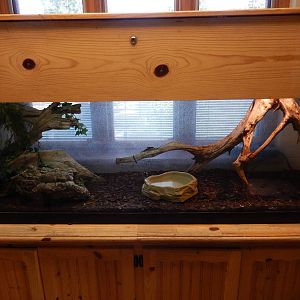 6/23/2016 - Ball Python Terrarium