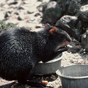 Black agouti at Kilverstone 1977