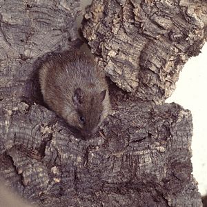 Casiragua at Kilverstone 1977