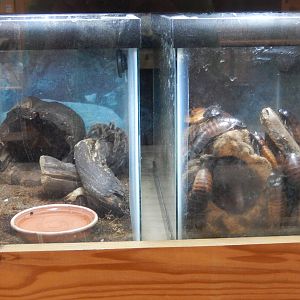 6/23/2016 - Terrariums