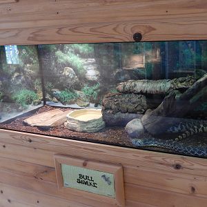 6/23/2016 - Bull Snake Terrarium