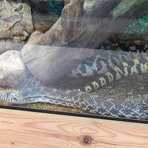 6/23/2016 - Bull Snake