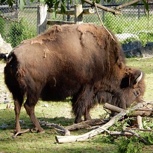 6/23/2016 - American Bison