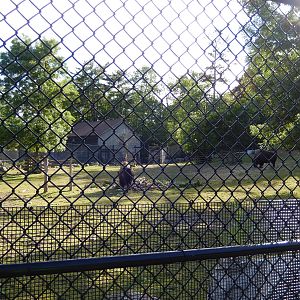 6/23/2016 - American Bison Paddock