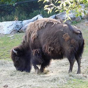 6/23/2016 - American Bison