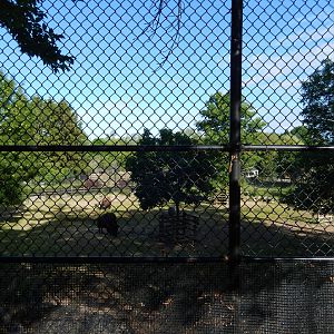 6/23/2016 - American Bison Paddock (Top View)