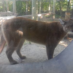 6/23/2016 - Cougar